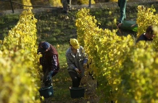 全球葡萄酒總產(chǎn)量下降8.2%，2018葡萄酒漲價已成定勢